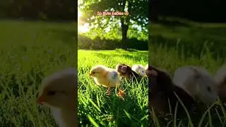 Baby Chirping 🐣 Asmar So Many Colorful chicks 🐥🌈#short #birds#chuze #babyanimals #youtubeshorts