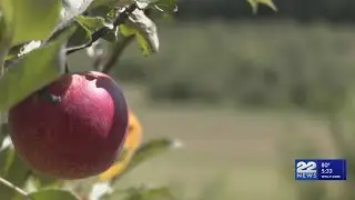 Apple-picking season begins in western Massachusetts