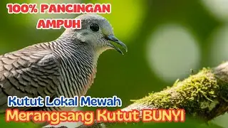 Pancingan Kutut Alam Liar Anti Sepi, MANGGUNG TERUS TANPA HENTI!