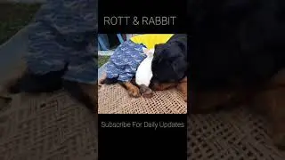 ROTT & RABBIT FRIENDSHIP | Aggressive ROTT taking care of Rabbit