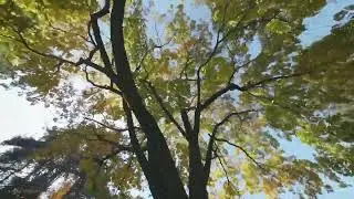 🎥 Video Clip:  Fall Colours in High Park (Toronto ON)