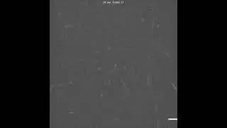 PROPS Expressing BL21 E. coli on Agarose Pad (pH 7)