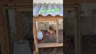 Caracas kkk #shorts #galinheiro #aves #galinhas #paletes
