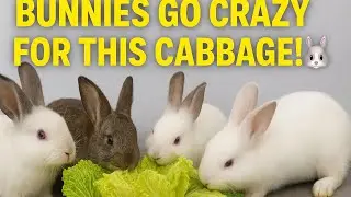 Bunnies Go Crazy for This Cabbage. 🥬🐰
