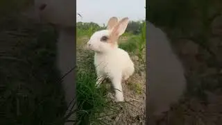 Rabbit Eating Vegetables ||Rabbit Reflections|| bunny