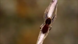 Ctenus sp - Ctenidae - The wandering spider