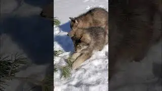 WOLF DOG PUPPIES