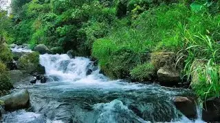 Mountain Stream Soft Water Flow, Forest River Sounds, Sleeping