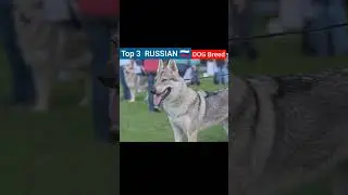 Top 3 Russian🇷🇺 Dog Breed. #short#russian#dogforyou