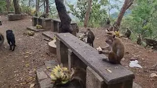 හිත හොද මනුස්සයෙක් #monkey #Ella #tourism 