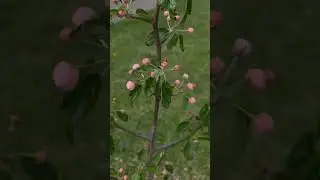 my apple trees 🌳 #automobile #cambodianfoodtour #beautifulflowers #orchid