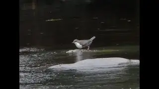 River Life: an exploration by Drone