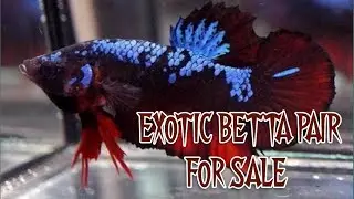 Exotic betta pair for sale in tamil betta|nemo galaxy |red koi betta| fancy fishes&pets