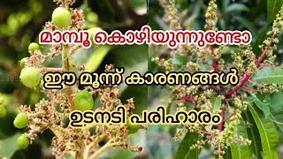 മാവിന്റെ പൂവ് കൊഴിയില്ല മുഴുവനും മാങ്ങയായി മാറും / Mango Tree Flowering Malayalam 