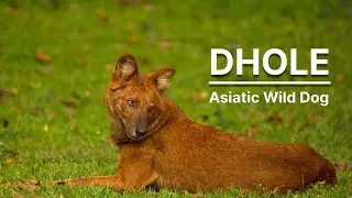 𝗗𝗵𝗼𝗹𝗲 (Asiatic Wild Dogs) | Endangered Species | things you need to know | #facts #animals #dhol #yt
