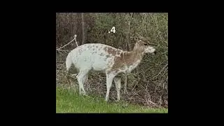 Which deer are you shooting #deerhunting#bowhunting#outdoors