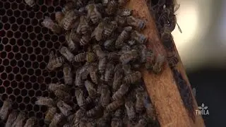 Beginning Beekeeping