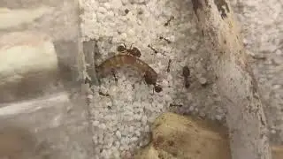 pheidole nodus meal worm timelapse