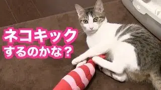 【パンチじゃなくキック！】ネコキック用おもちゃで遊んでみる【けりぐるみ】