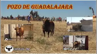 Encierro Campo Pozo de Guadalajara 2025