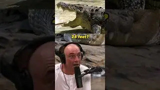 Встреча с 28-футовыми крокодилами в дикой природе &mdash; Джо Роган и Келли Слейтер #JRE
