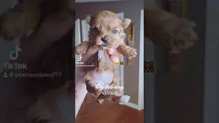 Blonde tiny yorkie puppy #blonde #girl #puppylife #disney #music #hi #love
