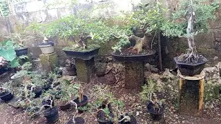 Di Obral bonsai santigi otr mulai 250an.super murah 0852 3238 7806 Gilang bonsai