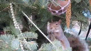 Grey Squirrel enjoying treats from a coconut shell in Longwood Gardens Nature Tree - Part 1