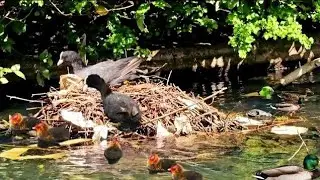 Coot duck nest with chicks in the nest. | coot bird protects their nest  🪺