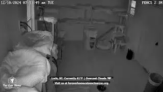 Fur Ever Home Cat Sanctuary Live Stream