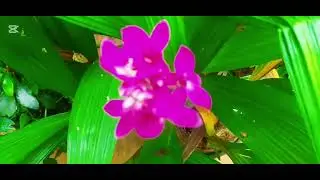 🌿හිත නිවන මල් පැළ බලන්න යමු.🌿 Let's see the plants that soothe the mind.🌷