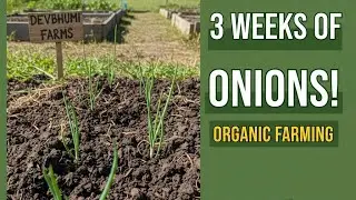 3 Weeks of Organic Onions! 🌱 Daily Farm Progress in DevBhoomi Farms (Update 18) 28 November 2025