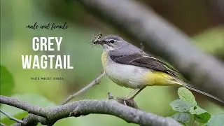 Grey Wagtail