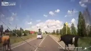 Russian Dash Cam: Crashing into a Cow