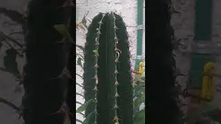 euphorbia Ingens 23 12 2023