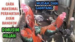 CARA RAWATAN AYAM BANGKOK SECARA MAKSIMAL DIMUSIM HUJAN