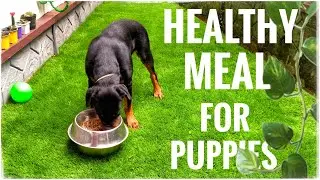 Daily Food For Dogs | Food Routine For Puppy | Daily Menu For Rottweiler | Rottweiler Healthy Meal