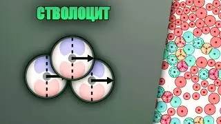 ОБУЧЕНИЕ CELL LAB - ТИПЫ КЛЕТОК - СТВОЛОЦИТ