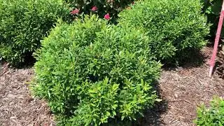 GEM BOX&reg; Ilex | www.gardencrossings.com