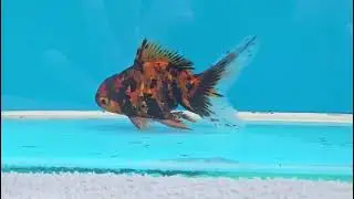 Leil&atilde;o de Carnaval. Lote 3. F&ecirc;mea rosetail tiger. Lance inicial: R$ 1,00