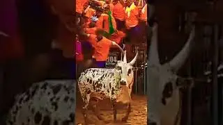 Bull Vs Man