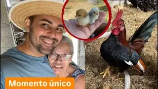 Rotina e atualização + nascimento de pintinhos | Mini Garnizé
