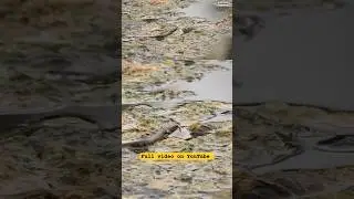 Mystery of snake Island !! #shorts #snakeisland #snakebite #tamil #tamilfacts #mystery