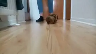 Guinea pigs playing happy games wheeking squeaking running about chilling fun times ASMR funny sweet