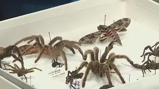 University of Arkansas hosts 2022 Insect Festival in Fayetteville