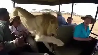 This Wasn&rsquo;t Part of the Tour. #safari #lion #unexpected #pov