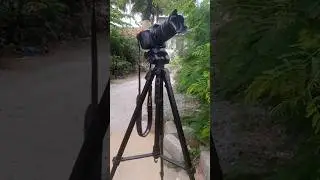 Canon 1500d 📸 55-250 mm lens #youtubeshorts #photography #canon #trending #subscribe #viral #sub #yt