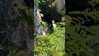 WATER FLOW RELAXING SOUND in GREENERY vibes
