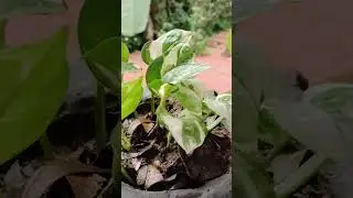 11 June 2025 ll Hand Crafted Unique Plant Pot #garden #handmadeplanter #plantcontainers #flowerpot