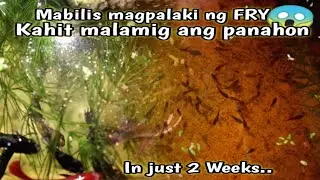 mabisa para Lumaki agad ang betta Fry in just 2 weeks malaki na agad sila😱Pang Guppy fry din siya..